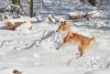 Sheltie, Alkaveja. Hrad Malenovice, Alče, Verča, Janča