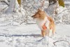 Sheltie, Alkaveja. Hrad Malenovice, Alče, Verča, Janča