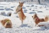 Sheltie, Alkaveja. Hrad Malenovice, Alče, Verča, Janča